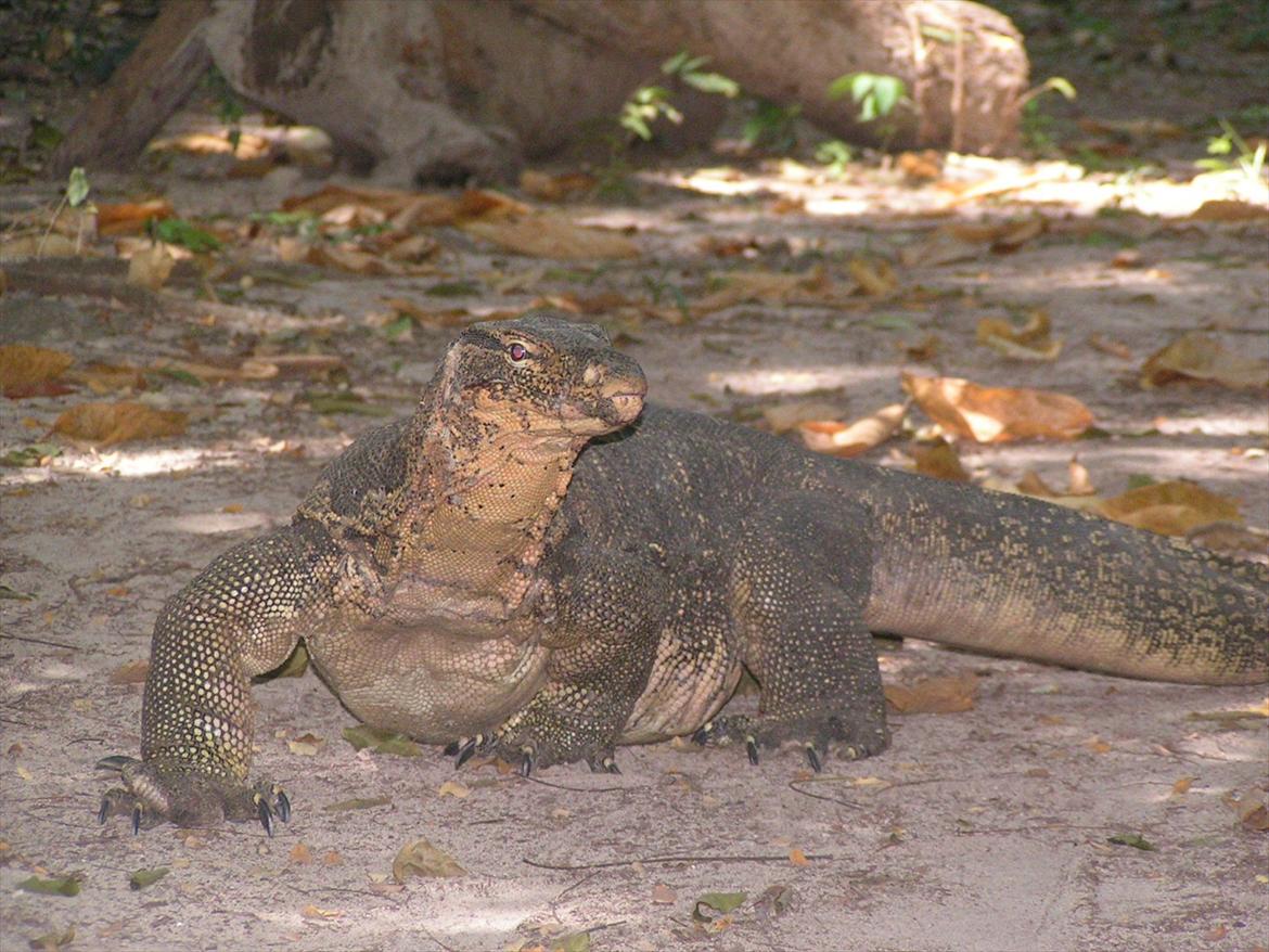 Thailand rundt på MC  - De her Varaner er ca 2-3 m lange og var under en meter fra mig, jeg har aldrig lavet så hurtig en 402 m smokie før, og selv om jeg kan grine lidt af det idag så var det sku ikke sjovt , jeg fik faktisk tyndskie af det så stort et chok fik jeg, ham Guiden der havde overtalt os om øen havde lige glemt at fortælle om de her bæster, Det glemmer han så ikke mere er jeg sikker på, han fik et møjfald han meget sen vil glemme  billede 84