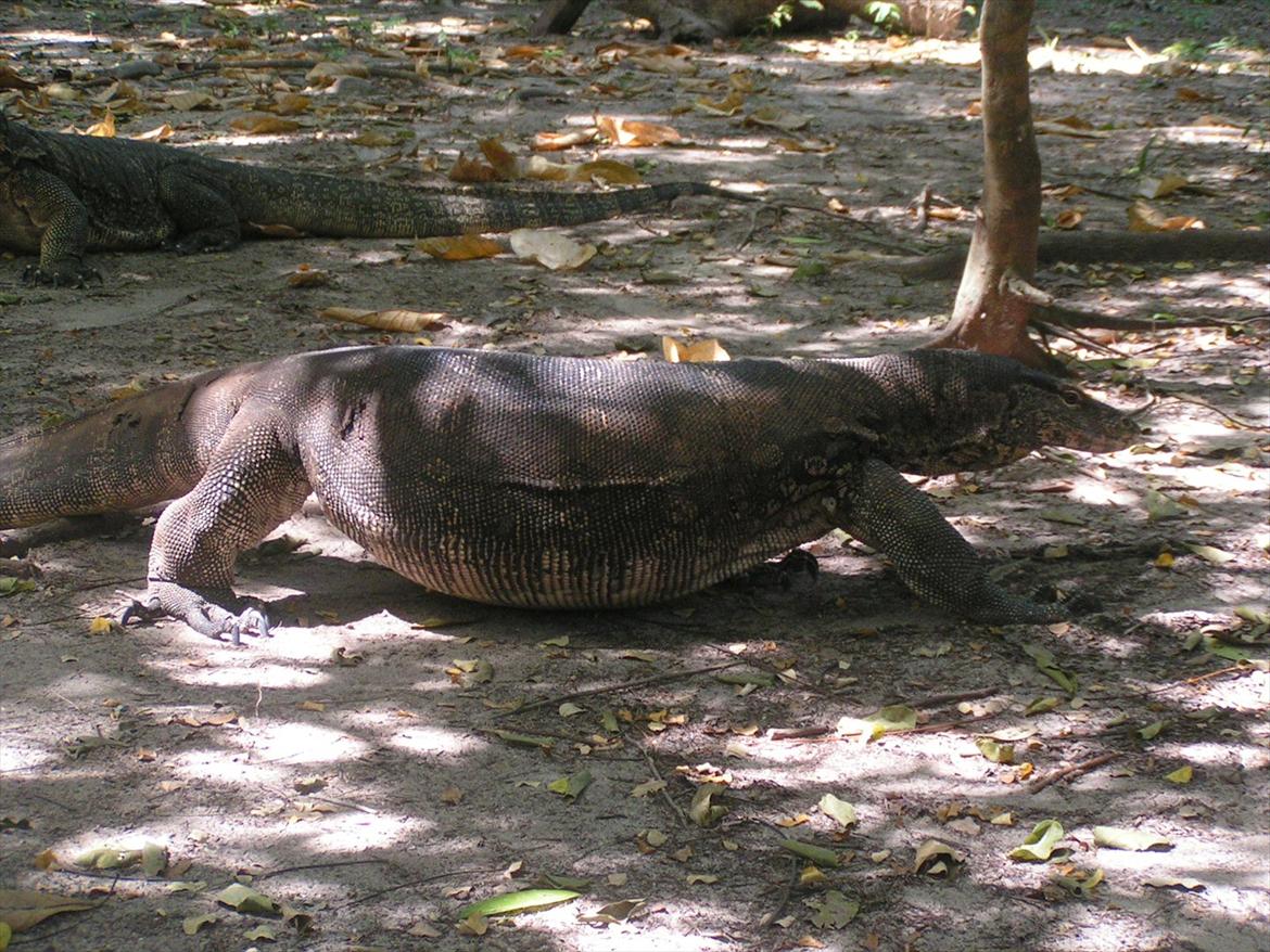 Thailand rundt på MC  billede 85