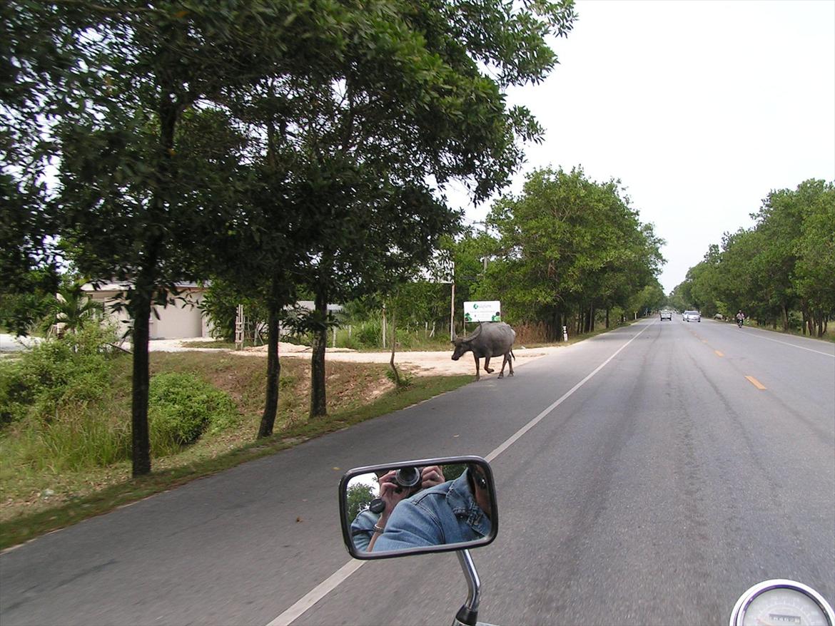 Thailand rundt på MC  - De her dyr er der altid lang vejene  billede 95
