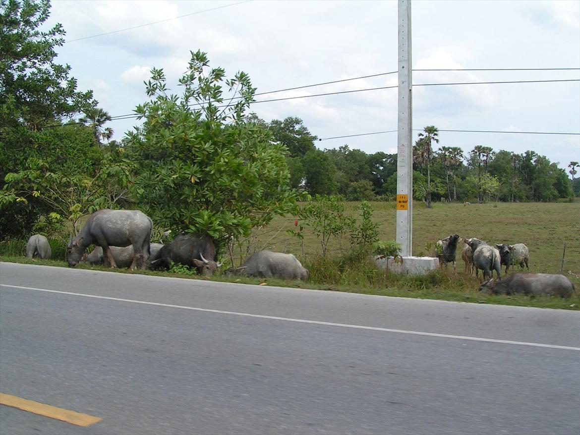 Thailand rundt på MC  - Og nogen er rimelige store  billede 96