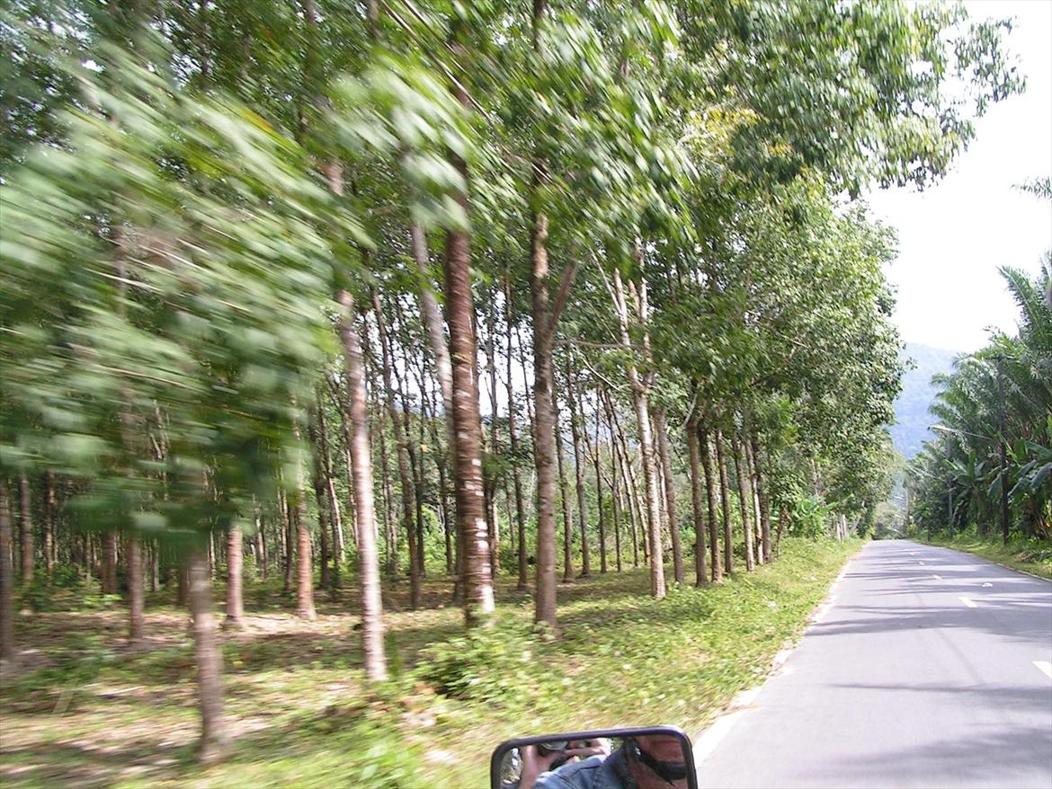 Thailand rundt på MC  - Gummitræs plantage, her vokser dit nye Dæk, de har en kæmpe produktion af gummi Thai og det forgåer som det altid har gjort  billede 98