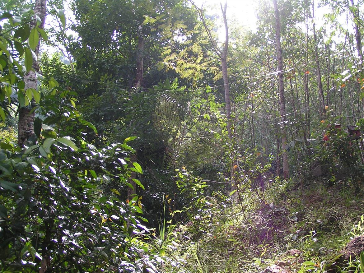 Thailand rundt på MC  - Lidt svært at se, men er i færdige hvor et spinnevæv og den ederkop lader jeg bare være i fred  billede 103