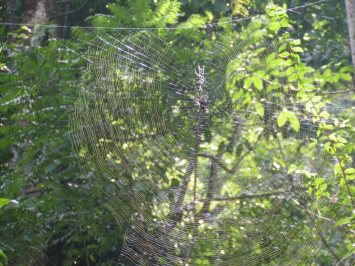 Thailand rundt på MC  billede 104