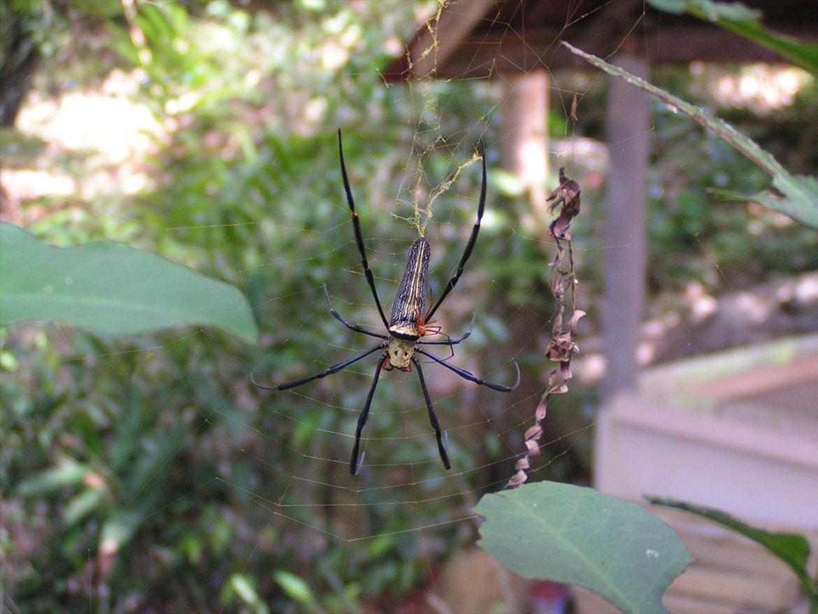 Thailand rundt på MC  billede 105