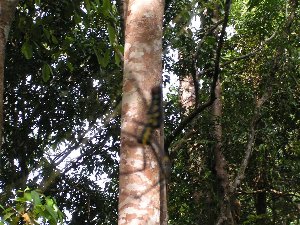 Thailand rundt på MC  billede 106