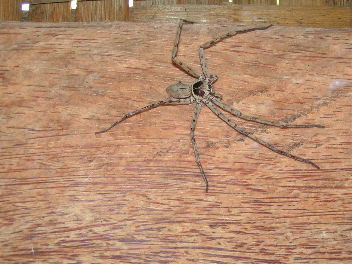 Thailand rundt på MC  - Den lever så ikke mere ca 10 cm var den  billede 128