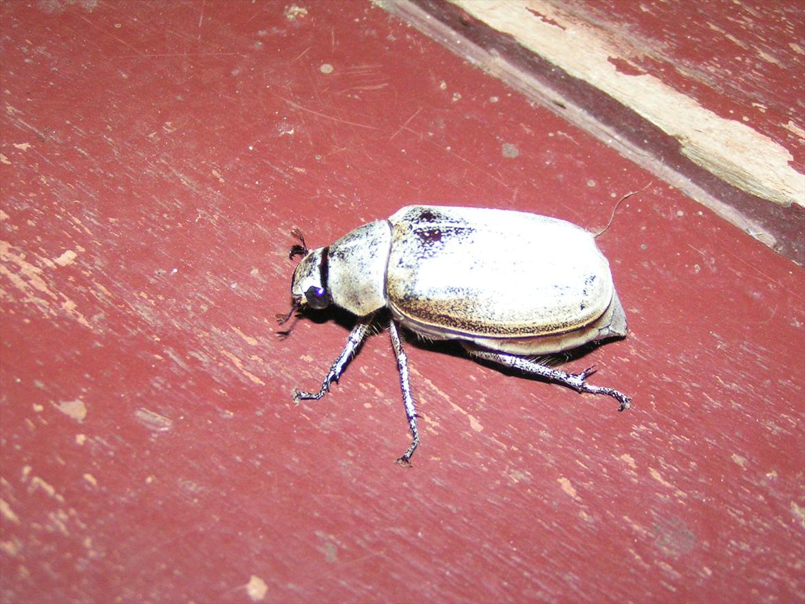 Thailand rundt på MC  - En vild larmene Bille ca 5 cm lang og flakser rundt de er alså store når vingerne kommer ud , lidt ulækker  billede 131