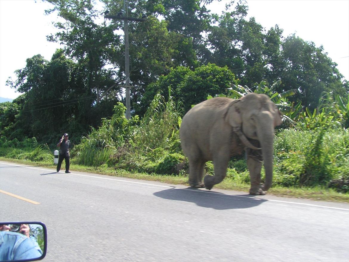 Thailand rundt på MC  - En arbejds elefant, på vej hjem fra Job  billede 134