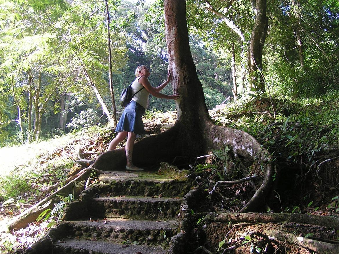 Thailand rundt på MC  - Nå ok det er bare et træ der vokser på stien, vi andre går da bare uden om  billede 149