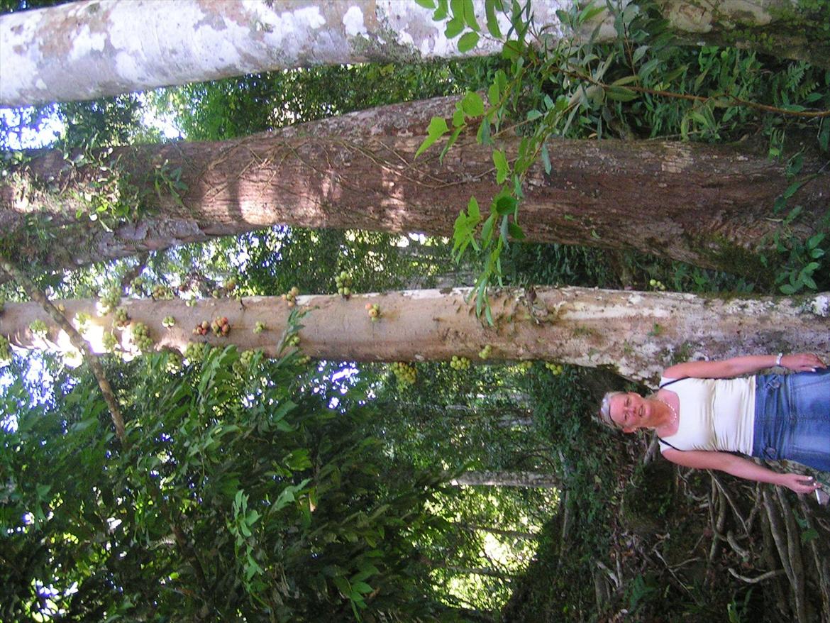 Thailand rundt på MC  - Hmmm æbler der vokser ud af stammen, ja sådan ser det ud mystisk  billede 168