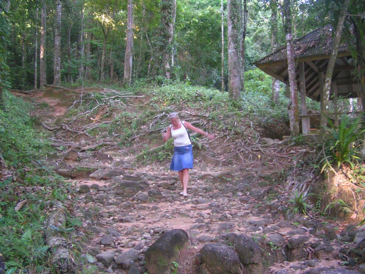 Thailand rundt på MC  - Nedad igen, og husk lige ikke at røre jorden, der er fugtigt og du er i en jungel og der er lige lidt dyr i skovbunden ;) billede 176