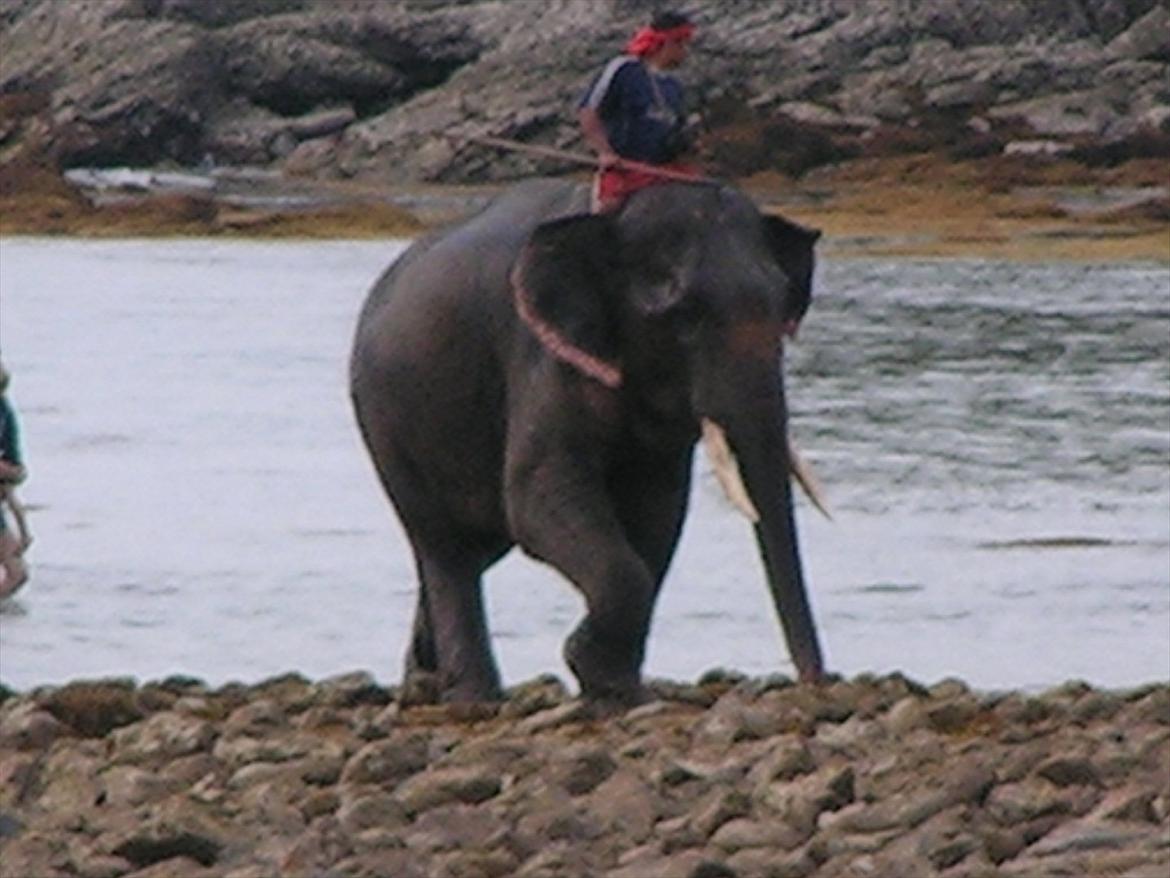 Thailand rundt på MC  - du sidder og spiser morgenmad, der er da ikke noget mere naturligt end der kommer 2 elefanter og skal have et bad ! billede 213