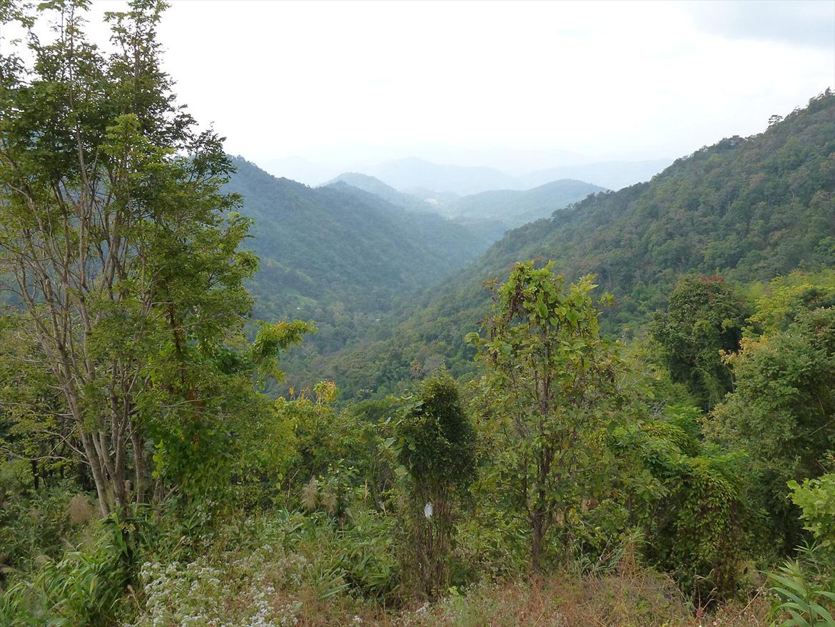 Thailand rundt på MC  - Store vider  billede 270
