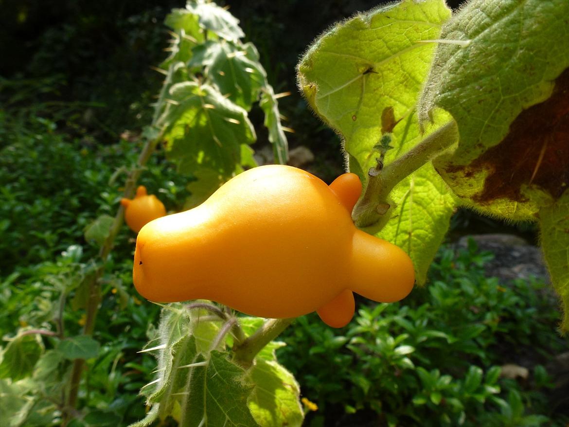 Thailand rundt på MC  - Mystisk frugt  billede 322