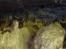 Thailand Den Gyldne Trekant  - http://www.dailymail.co.uk/news/article-2191402/Wonders-underworld-Explorer-captures-cave-cathedrals-ancient-glory.html