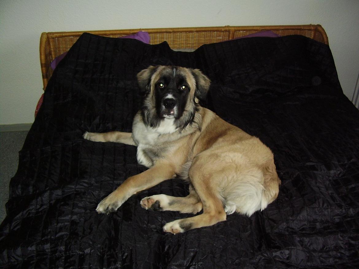 hund og mc billede 1