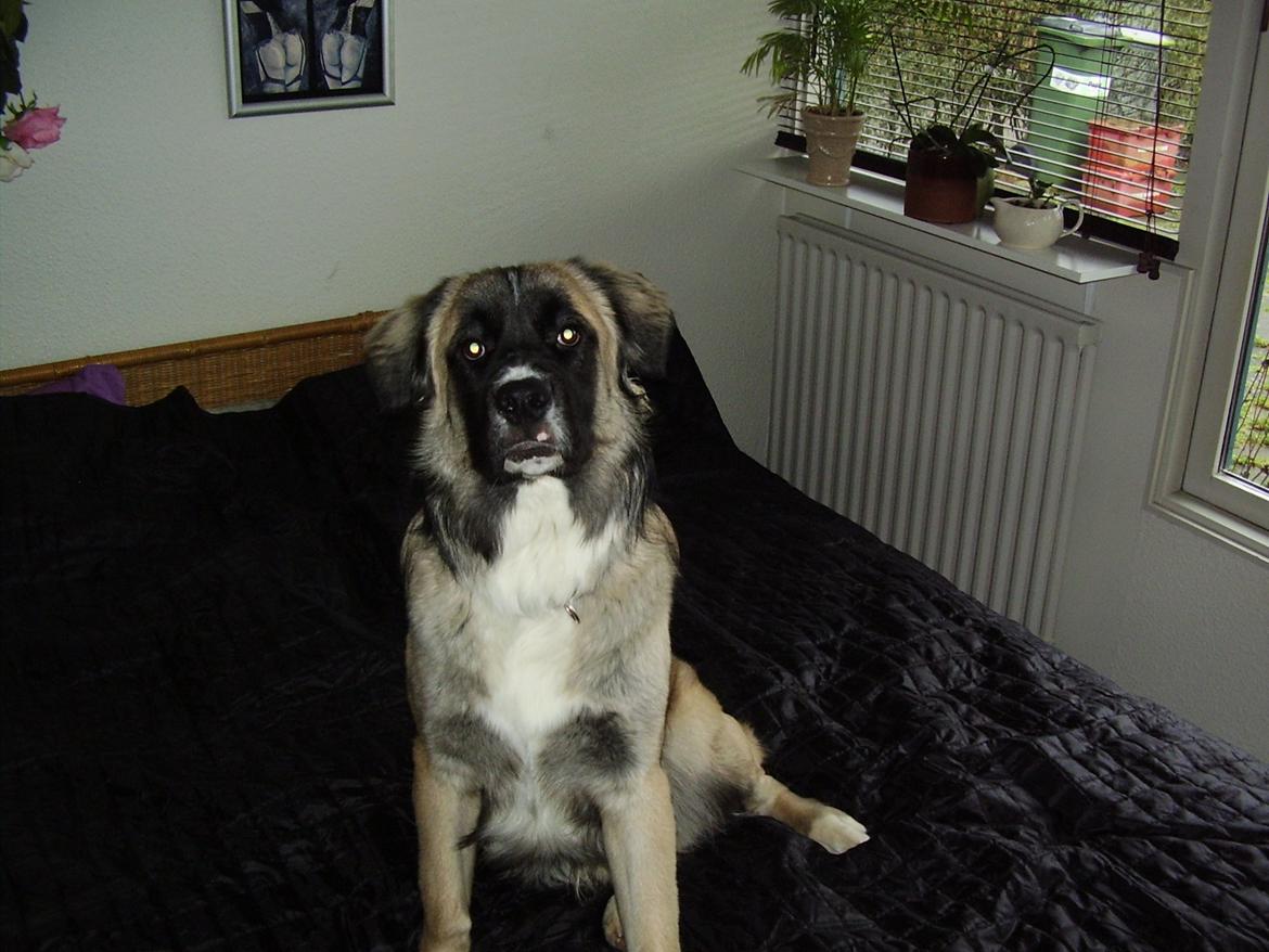 hund og mc billede 5