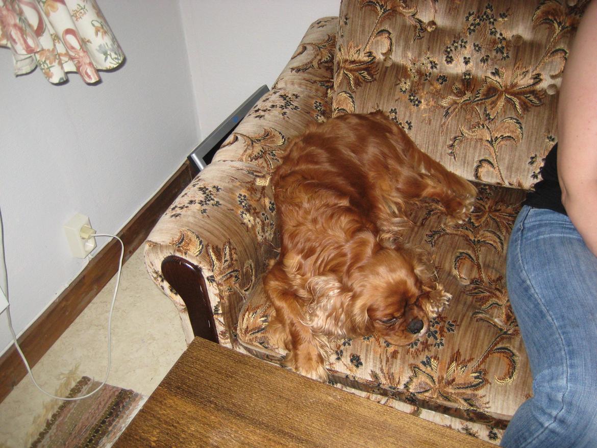 Midsommer i Sverige billede 32