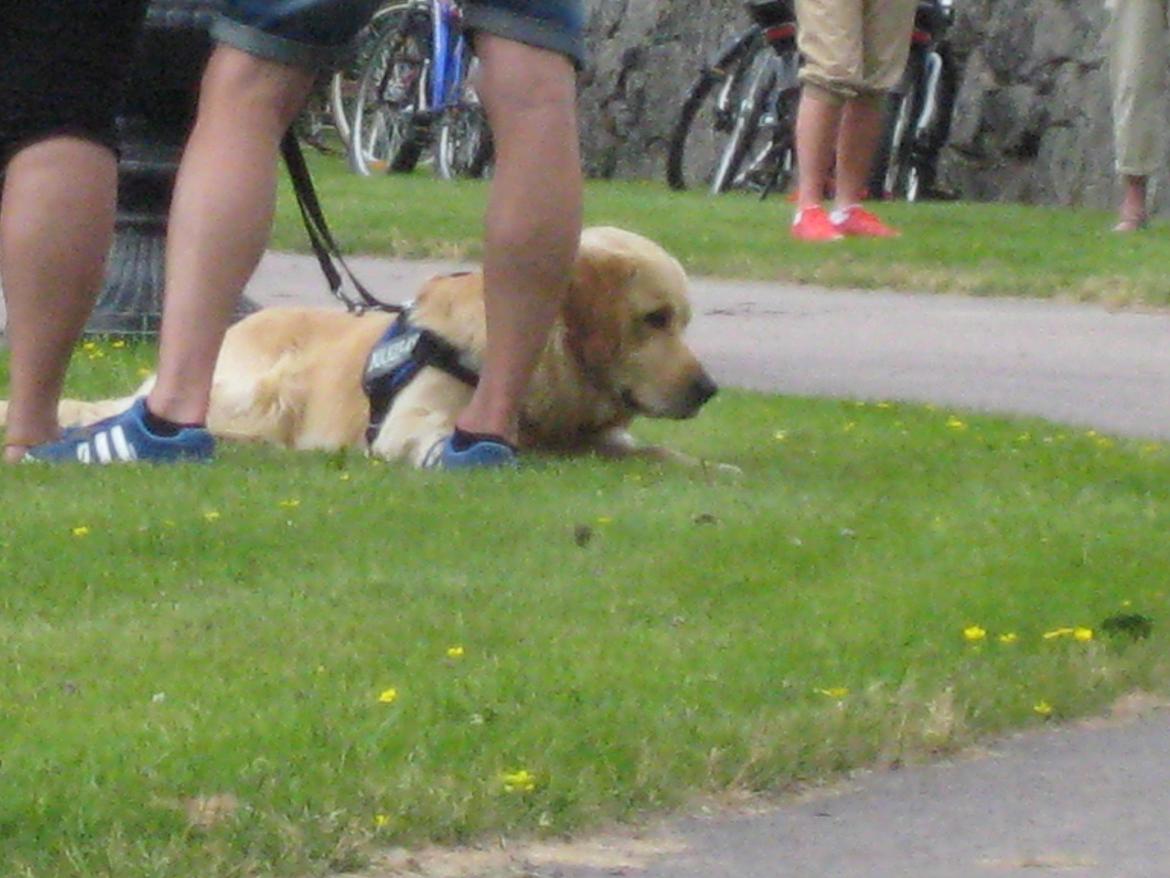 Midsommer i Sverige billede 62