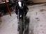 Honda NX 650 Dominator projekt motard