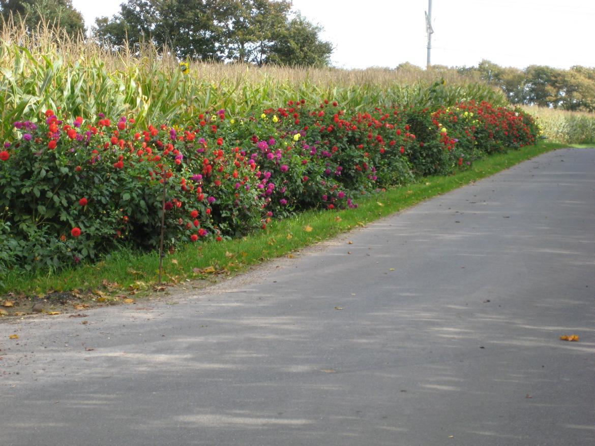 Salling Vestjylland Snøvserne billede 23