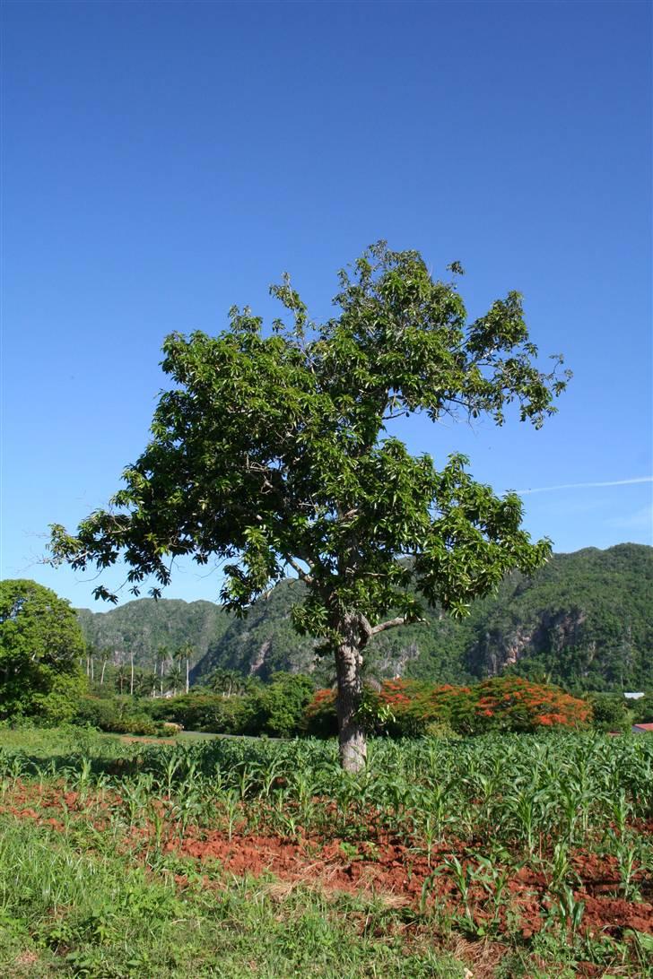 Var en tur på Cuba - Avocadotræ - lækkert vejr den dag :-) billede 1