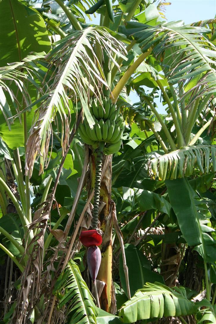 Var en tur på Cuba - Bananpalme billede 2