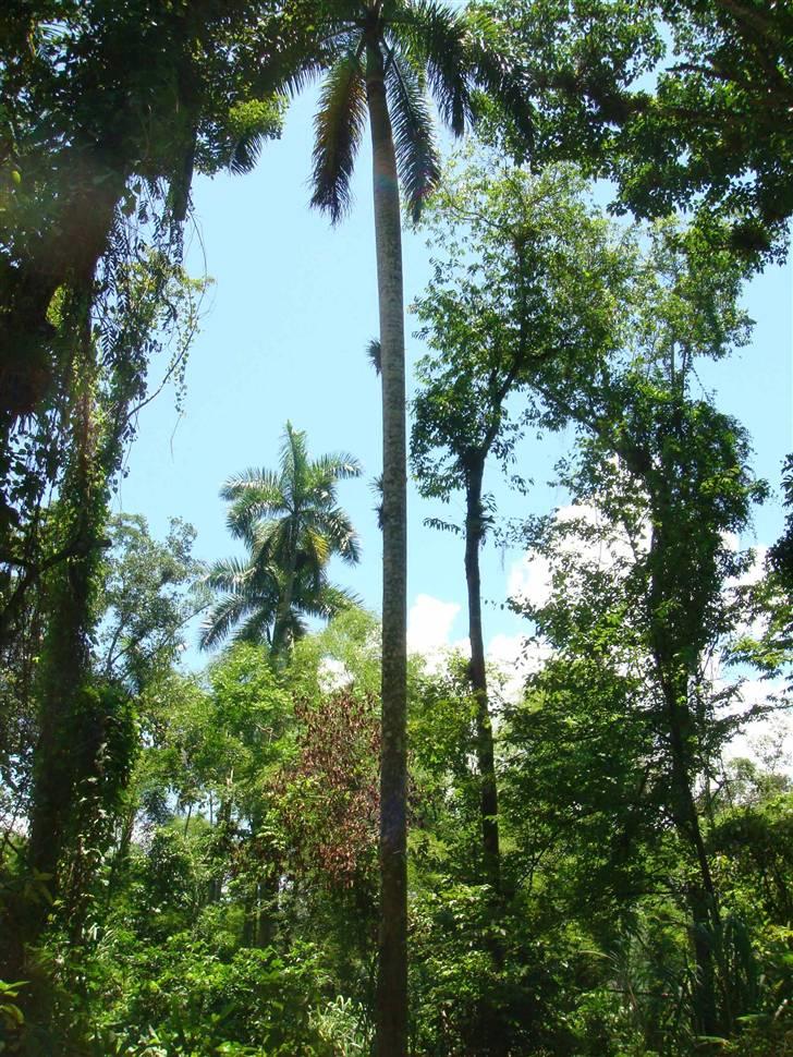 Var en tur på Cuba - Cuba-palme.
Ifølge cubanerne meget sjælden... synes godt nok den ligner dem man ser i Florida? billede 6