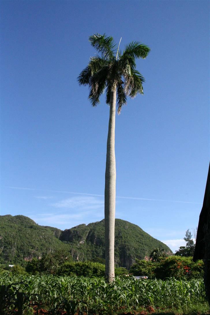 Var en tur på Cuba - Endnu en palme... billede 8