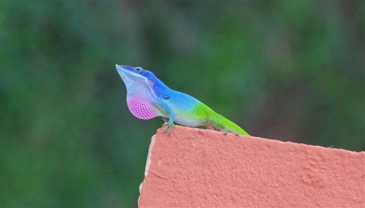 Var en tur på Cuba - I Trinidad fik vi besøg af ham her et par gange... eller måske er det en hun, med alt det make-up...? billede 14