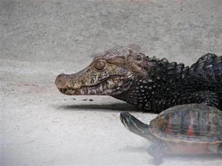 Bornholm - Vi var inde i Natur-Bornholm hvor man får en masse af vide om hvordan Bornholm opstod, der var også lige sådan en fætter her. billede 10