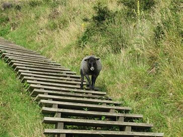 Bornholm - Fårene brugte også trapperne. billede 16