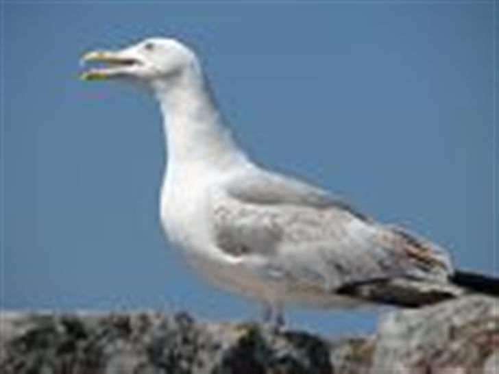 Bornholm - En af de utallige måger som lever på Christiansø billede 19