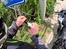 Ture omkring Bangkok. Honda NC750X og NX500 -    .. . .   Drikke- tissepause. En termoflaske er god.
