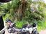 Ture omkring Bangkok. Honda NC750X og NX500 -    Pause i Khao Sok