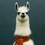 Lama  
