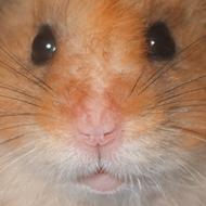 Henrik B