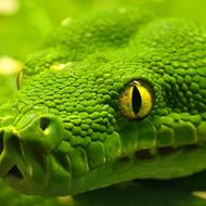 Green anaconda