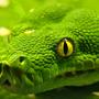 Green anaconda