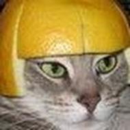 Bjørn N