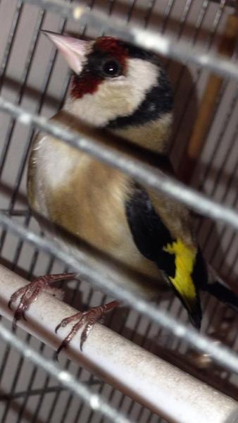 HJÆLP! Hvad er dette for en fugl?