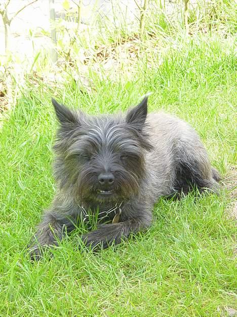 Kawasaki ZZR 1100 D"EMON" - Wictor billede 5