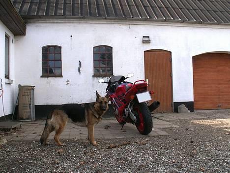 Honda CBR 600 F2 - Honda, nu med hund billede 2