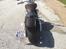 Yamaha XV1700 Warrior