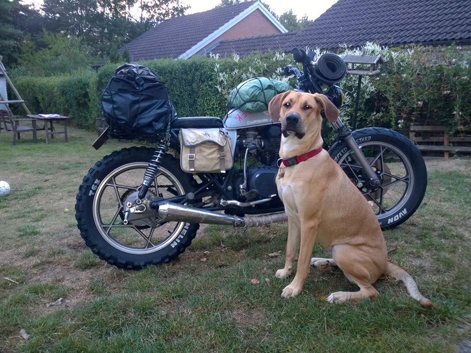 Suzuki GS 400 Scrambler - Pakket og klar til jydsk roadtrip. Hunden ville gerne med.:) billede 6