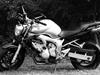 Yamaha FZ6