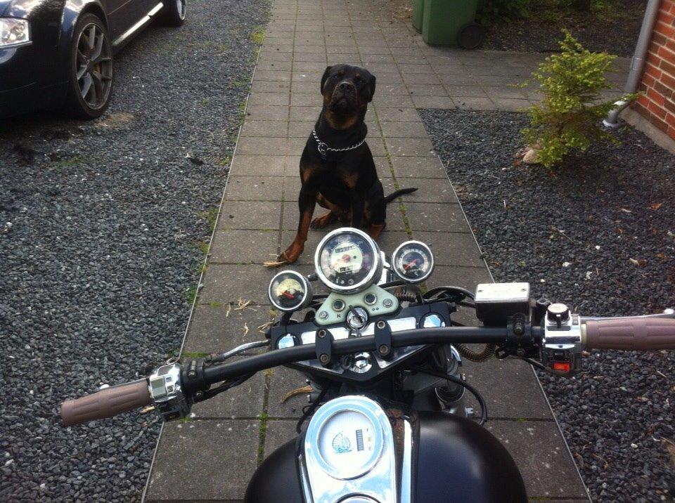 CCM Aupa 250-3 - Den farlige vagthund kom sku lige med her :) billede 10