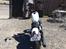 Harley Davidson SPORTSTER