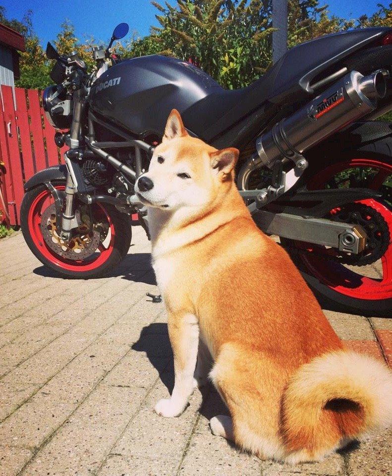 Ducati Monster S4 billede 8