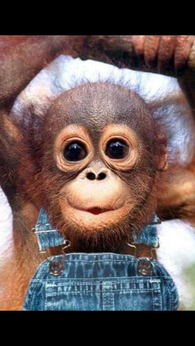 Yamaha Yzf R6 billede 13